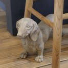 GREY DACHSHUND DOG